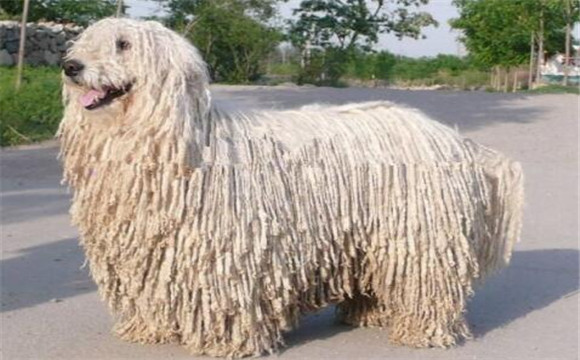 可蒙犬的性格外貌特征