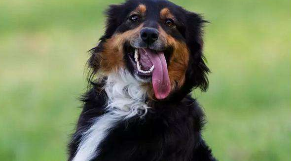 澳大利亚牧羊犬吃多了拉稀怎么办 澳大利亚牧羊犬吃多了拉稀怎么办