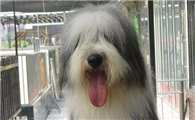 养古代长须牧羊犬注意事项