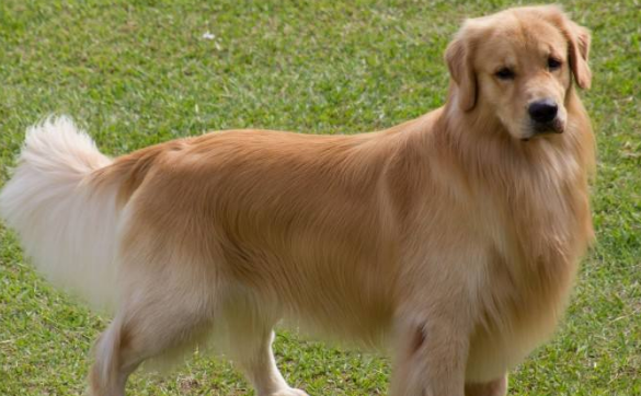 黄金猎犬训练技巧有哪些
