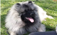 荷兰毛狮犬的起源和历史