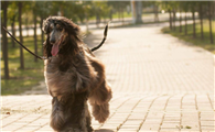阿富汗猎犬不能吃什么