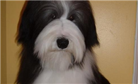 古代长须牧羊犬有攻击性吗
