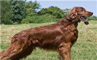 赛特犬聪明吗