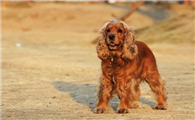 美国可卡犬一般有多高