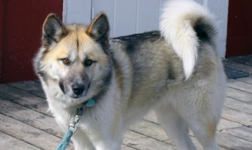 格陵兰犬怎么训练才听话