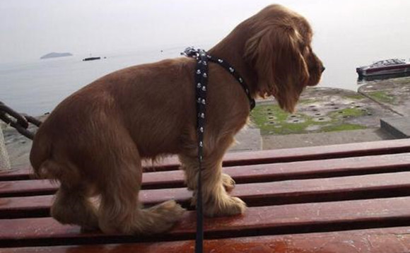 美国可卡犬窝咳应该怎么办
