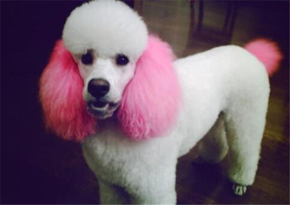贵宾犬窝咳吃什么药最好