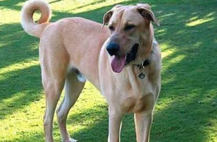 安娜图牧羊犬需要训练什么