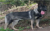中国昆明犬是哪国的