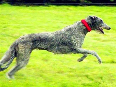 苏格兰猎鹿犬如何训练