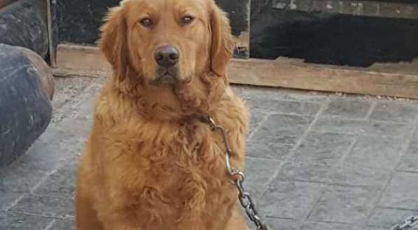 黄金猎犬如何训练
