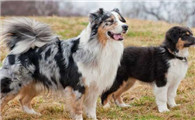 怎么判断澳大利亚牧羊犬得了什么病