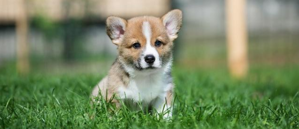 威尔斯柯基犬该怎么喂养 威尔斯柯基犬该怎么喂养