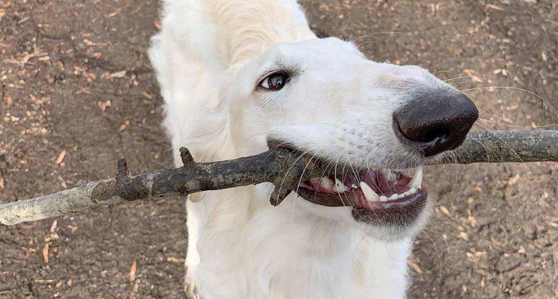 蘇俄牧羊犬吃多了拉稀怎麼辦