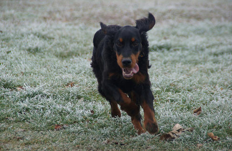 戈登雪达犬多大产仔