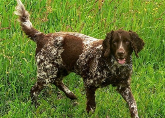 明斯特兰德犬的起源和历史 明斯特兰德犬的起源和历史