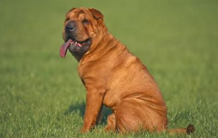 中国沙皮犬的体重大约是多少