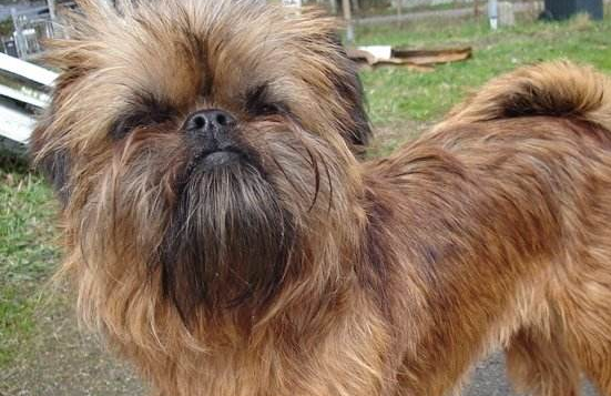 猴面犬不能吃什么 猴面犬不能吃什么
