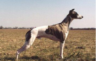 惠比特犬的原产地在哪里 惠比特犬的原产地在哪里