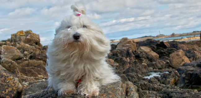棉花面纱犬的原产地在哪里