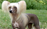 中国冠毛犬一般多少钱