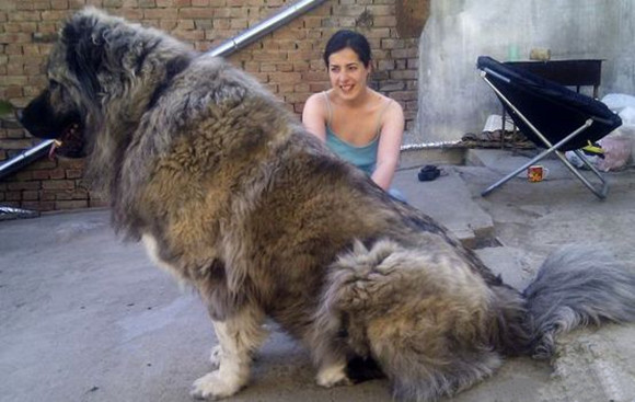 高加索犬窝咳吃什么药最好 高加索犬窝咳吃什么药最好