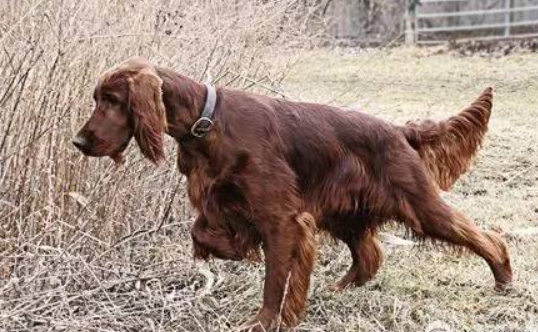 赛特犬吃多了吐了怎么办 赛特犬吃多了吐了怎么办