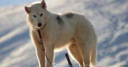 格陵兰犬的体高是多少