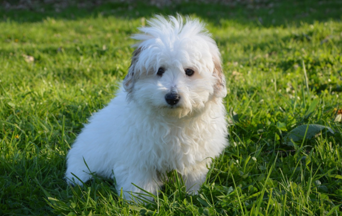 棉花面紗犬的飼養要點有哪些