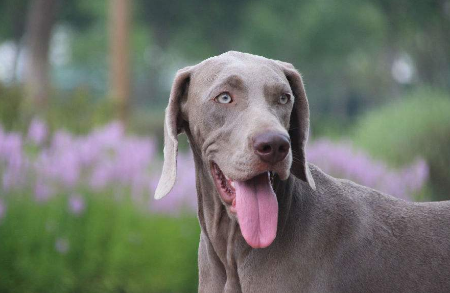威玛猎犬头部有适中的止部结构,耳朵很长,眼睛颜色是深浅不一的浅琥珀