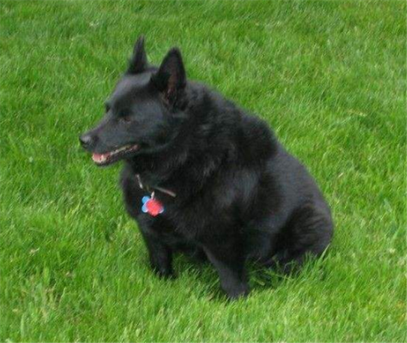 舒柏奇犬怎么训练才听话 舒柏奇犬怎么训练才听话