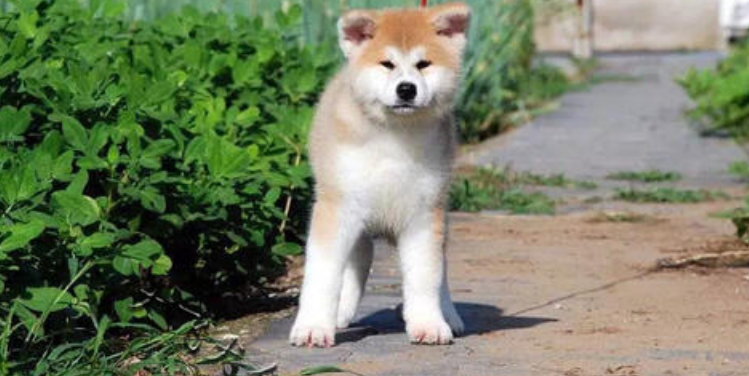 秋田犬什么颜色好
