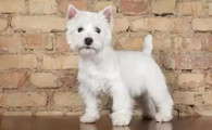 西高地犬的寿命一般是多久