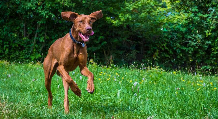 马扎尔犬的原产地在哪里 马扎尔犬的原产地在哪里