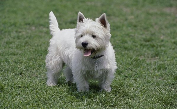 西高地犬的毛色有几种