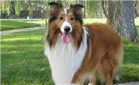 苏格兰牧羊犬的寿命一般是多久