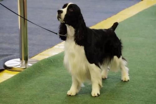 史宾格的毛色有几种