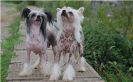 中国冠毛犬1天要吃几顿
