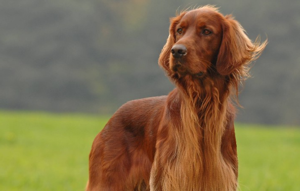 爱尔兰塞特犬如何训练