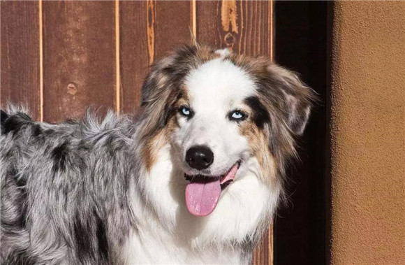 澳大利亚牧羊犬怎么训练才听话