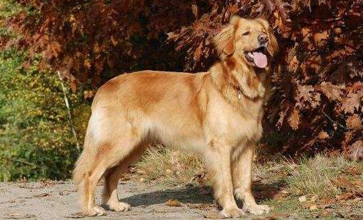 霍夫瓦尔特犬的体重大约是多少