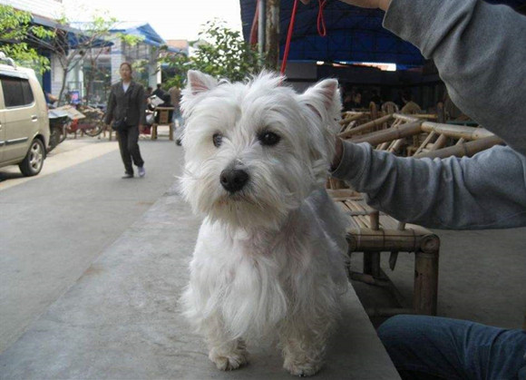 西高地犬聪明吗 西高地犬聪明吗