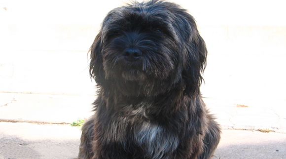 葡萄牙水犬多少钱一只