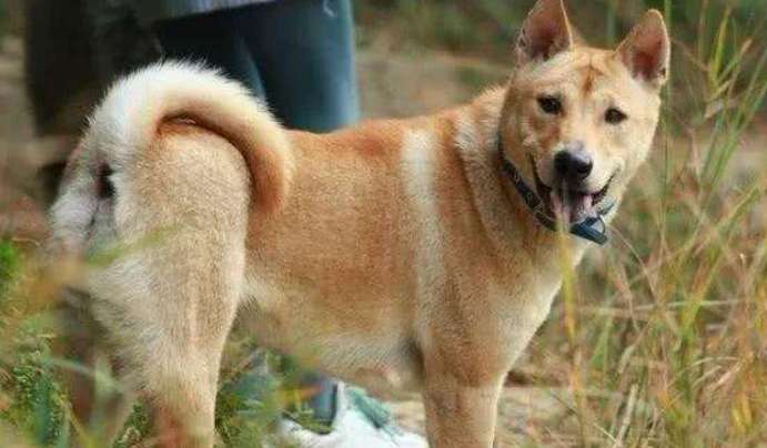 十大适合家养的大型犬