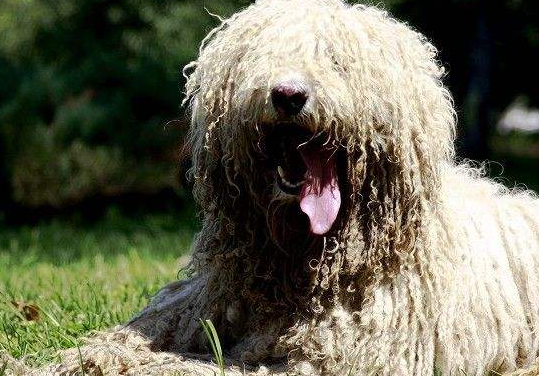 可蒙犬该怎么喂养
