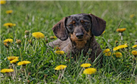汉诺威猎犬多少钱一只