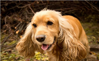 美国可卡犬的体重是多少
