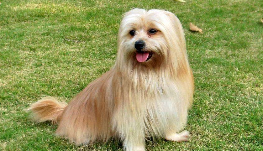 西施犬的原产地在哪里