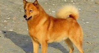 芬兰狐狸犬的体重是多少